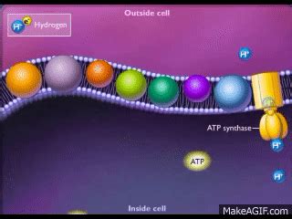 Electron Transport Chain on Make a GIF