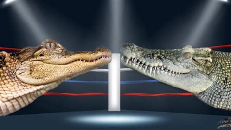 What’s the Difference Between an Alligator and a Crocodile?