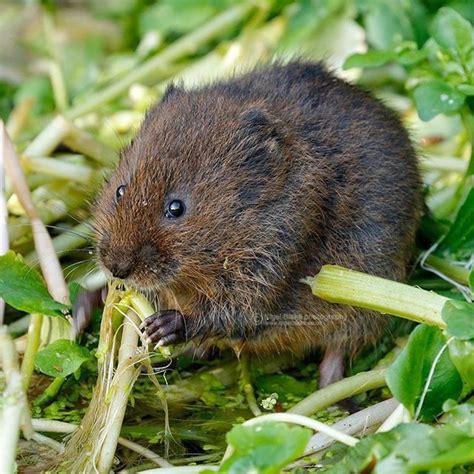 European Water Vole or Northern Water Vole, Arvicola amphibius | Water ...