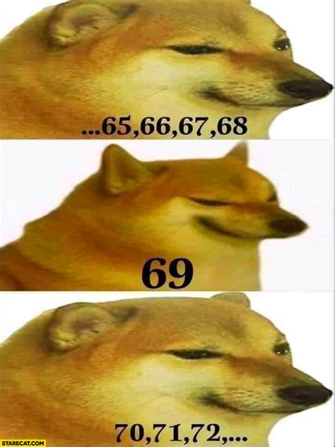 Sad dog counting 69 funny number meme | StareCat.com