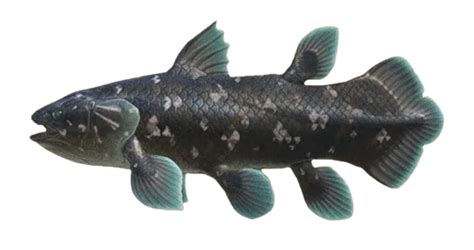 Coelacanth | Animal Crossing Wiki | Fandom