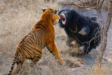 Tiger Vs Sloth Bear fight natural history moment captured in the Tadoba ...