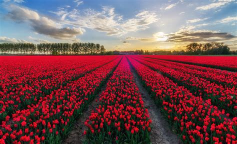 Picture Belgium Red Tulips Fields flower Many