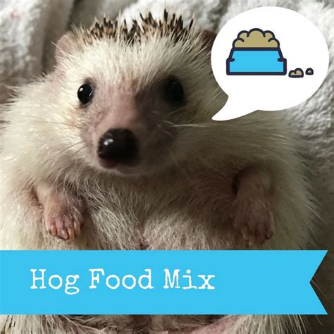 1kg 2.20 Lb African Pygmy Hedgehog Food Mix. Hedgehog | Etsy UK