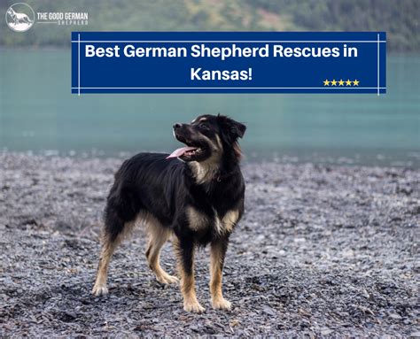 6 of the Best German Shepherd Breeders in Kansas! (2023) - The Good ...