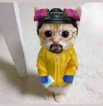 Walter White Breaking Bad As Cat | Уолтер уайт, Милые котики, Веселые мемы