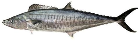 Fresh Seer Fish at Best Price in Kochi - ID: 3319675 | Tropicana World ...