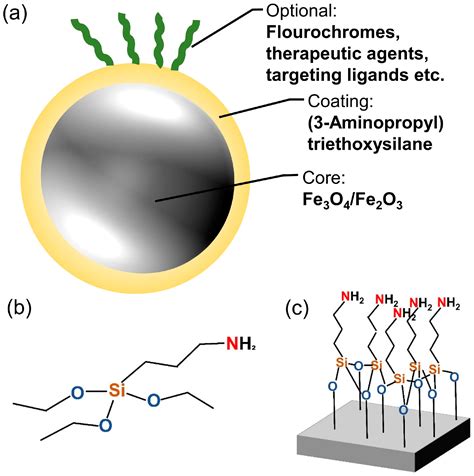 Nanomaterials | Free Full-Text | In Vitro Analysis of Superparamagnetic ...