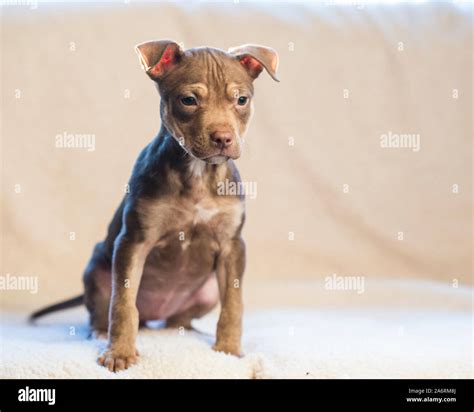 Pitbull puppy hi-res stock photography and images - Alamy