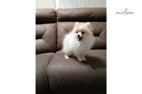 Gidget: Pomeranian puppy for sale near Inland Empire, California ...