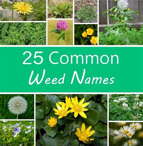 Common Garden Weeds Identification