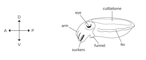 Cuttlefish Diagram