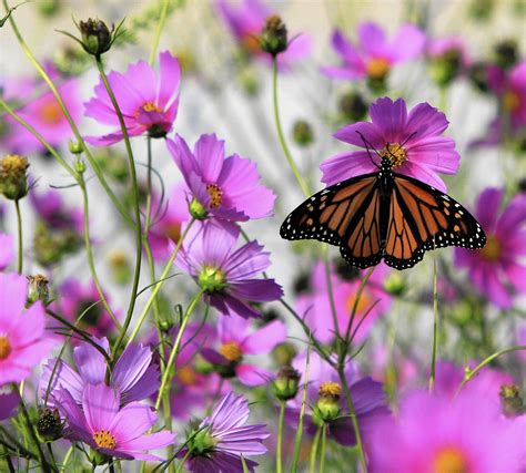 Butterfly Garden embraces national strategy - Post-Tribune