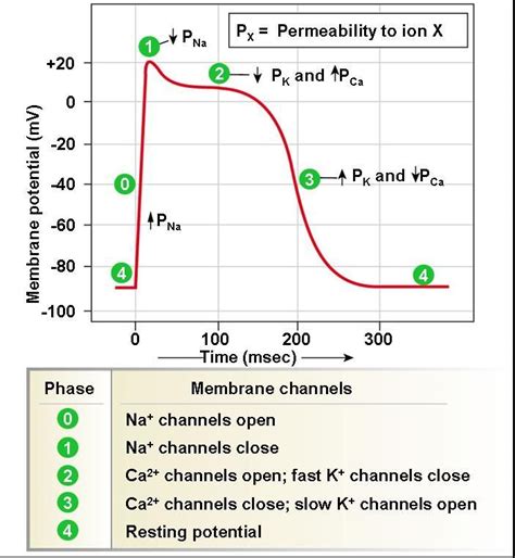 #repolarization #repolarization #repolarization #depolarization # ...