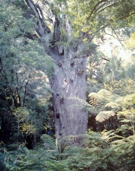 Part of the Past NZ History: Majestic Kauri