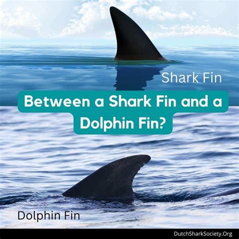 How To Tell The Difference Between A Shark And A Dolphin? - Dutch Shark ...