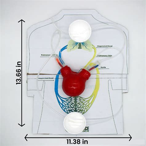 Buy Online Working Model of Heart and Circulatory System in Karachi.