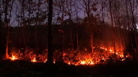 Kebakaran Hutan, Ribuan Warga Australia Dievakuasi