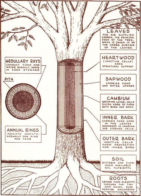 Parts Of A Tree Diagram - General Wiring Diagram