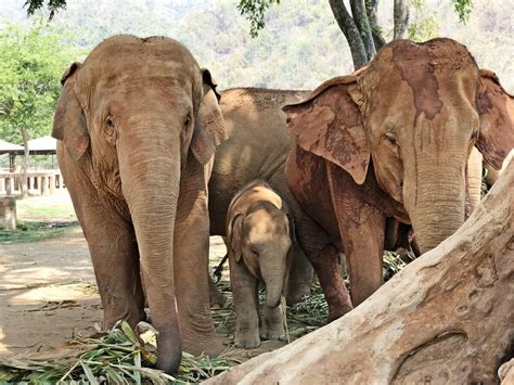 Ethical Elephant Interaction at Elephant Nature Park in Chiang Mai ...