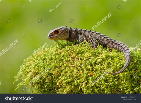 Tribolonotus Genus Lizards Commonly Known Crocodile Stock Photo ...