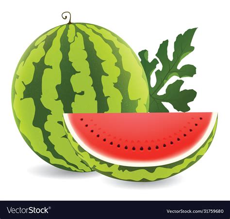 Watermelon Royalty Free Vector Image - VectorStock