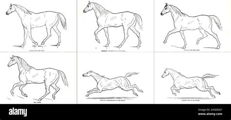 Various Modes of Progression Walk, Trot, canter and gallop ON THE ...