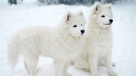 10 Cold Weather Dog Breeds | Pet Health Insurance & Tips