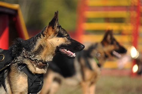 Top 6 Best Harnesses for German Shepherds in 2023