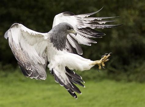 Grey Eagle in for the kill... | Animals, Birds of prey, Beautiful birds