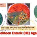 Hektoen Enteric Agar Archives - universe84a