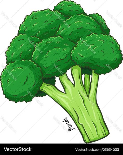 Broccoli vegetable hand drawing Royalty Free Vector Image