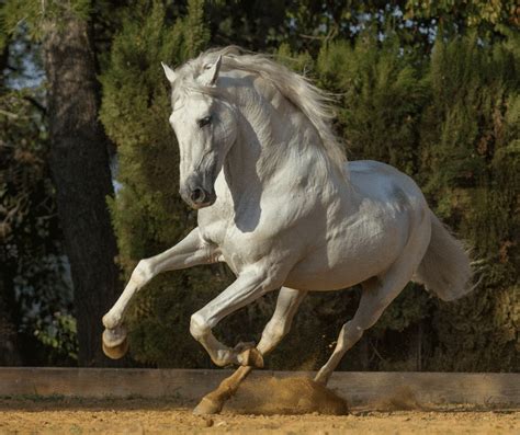 White Horse Symbolism: Meaning and Significance