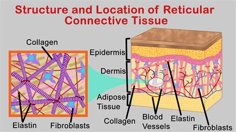 Reticular Connective Tissue Labeled