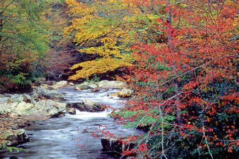 Fall Colors in Gatlinburg and Great Smoky Mountains National Park