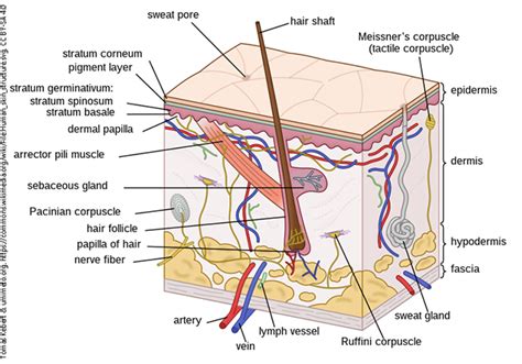 The Integumentary (Skin) System – Medical English