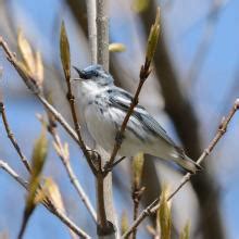 Conserving Cerulean Warbler Habitat | BirdNote