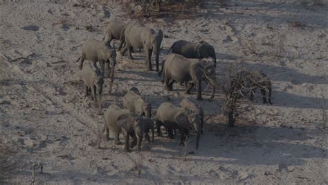 Elephants Migration Wildlife. A Large Heard Of Elephants Migrate Across ...