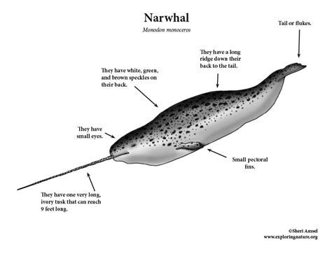 Narwhal