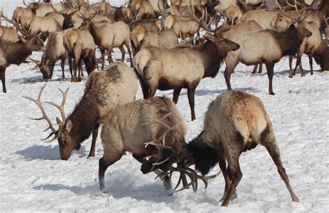 HUNTING IN THE NATIONAL ELK REFUGE? | EHUNTR