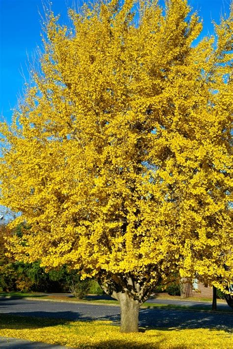 Ginkgo Tree 'Autumn Gold' For Sale Online | The Tree Center