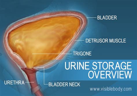 Sistemul urinar | Curs de anatomie | Never thought about that