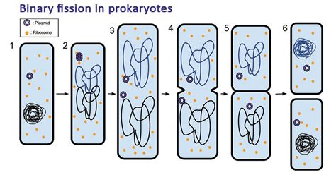 Binary Fission: Steps, Types, Examples (vs. Mitosis)