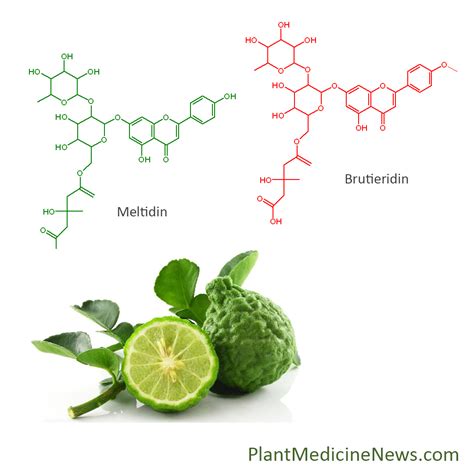 bergamot polyphenols - Plant Medicine News