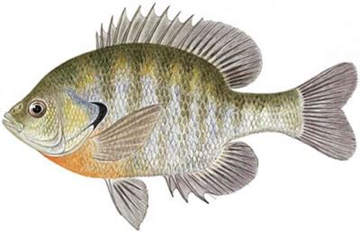 Fish Identification: Bluegill (Lepomis macrochirus)