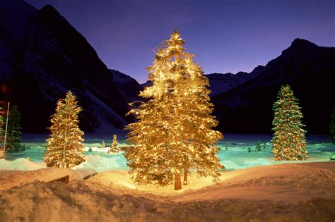 Christmas Trees In Nature - 2000x1333 Wallpaper - teahub.io