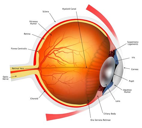 [DIAGRAM] Diagram Of Eye Structure - MYDIAGRAM.ONLINE