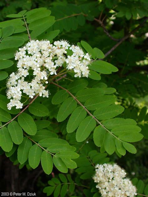 Sorbus aucuparia (European Mountain-ash): Minnesota Wildflowers