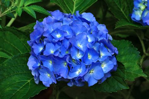 Download Blue Flower Flower Nature Hydrangea Image