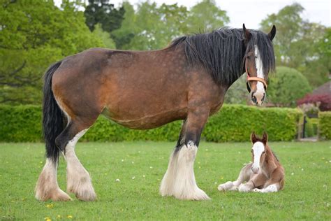 Meet the adorable foal keeping Robinsons' Shire horse legacy alive ...